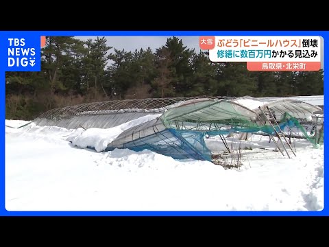 ぶどう「ビニールハウス」大雪で倒壊　修繕に数百万円かかる見込み　鳥取・北栄町　「幸田ぶどう園」｜TBS NEWS DIG サムネイル