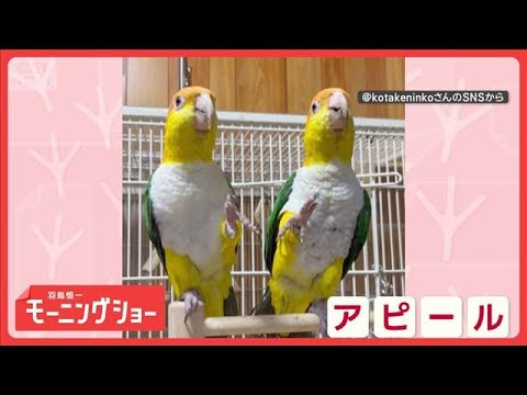 片脚上げて「は～い！」　名前呼ばれるとお返事するインコさん　言葉を理解してる？【羽鳥慎一モーニングショー】(2026年… サムネイル