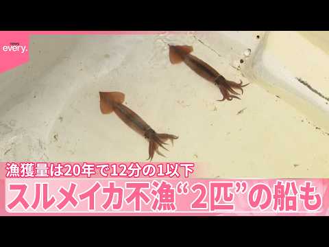 【スルメイカ不漁】漁獲量20年で12分の1以下に  函館市場は2年連続で初競り中止  “あるイカ”に注目が サムネイル