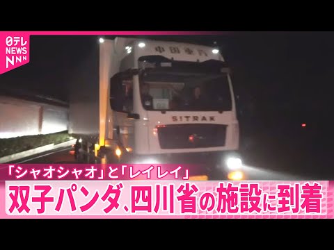 【双子パンダ】中国・四川省の施設に到着 サムネイル