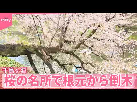 【千鳥ヶ淵】｢さくらまつり｣の開催中  桜の名所で根元から倒木