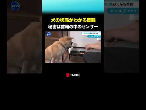 犬の状態がわかる首輪 shorts 犬 トレたま トレンドたまご ワールドビジネスサテライト wbs サムネイル