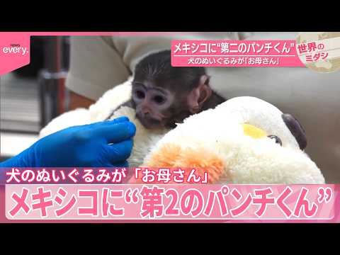 【メキシコに“第2のパンチくん”】犬のぬいぐるみが「お母さん」『世界のミダシ』 サムネイル