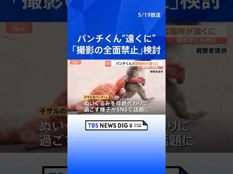 パンチくんで話題の千葉・市川市動植物園　サル山への侵入事件受け「撮影の全面禁止」も検討　サル山の柵に近づけないよう観覧… サムネイル