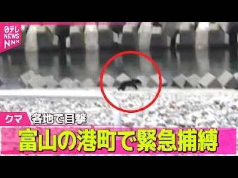 【ライブ】「まさかこんな海沿いまで…」港町でクマ緊急捕獲 富山 ──社会ニュースライブ(日テレNEWS LIVE)