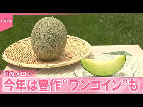 【メロン豊作】各地で“当たり年” 生産者「過去最高レベル」甘さに自信 ワンコインでお釣りも