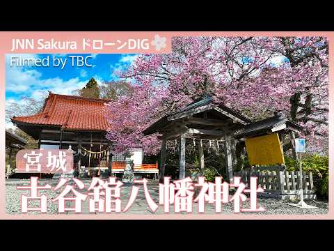 気仙沼市 古谷舘八幡神社「熊谷桜」【JNN sakuraドローンDIG 2026】｜TBS NEWS DIG サムネイル