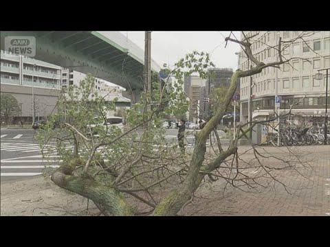 倒木相次ぐ「街路樹」通学路など点検強化　点検方法に関する初の指針を公表　国交省(2026年3月31日)