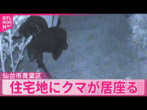 【クマ目撃】仙台市中心部の住宅地にクマが居座る サムネイル