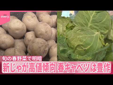 【旬の春野菜で明暗】「新じゃが｣高値傾向が続く｢春キャベツ｣は豊作で“お得”に
