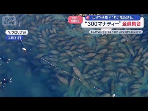 “300マナティー”全員集合　地元で「冬の風物詩」に　米フロリダ州【スーパーJチャンネル】(2026年1月6日) サムネイル