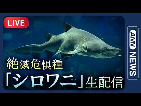 【ライブ】「サメの聖地」絶滅危惧種のシロワニなど生配信 アクアワールド茨城県大洗水族館【LIVE】(2026年) AN… サムネイル