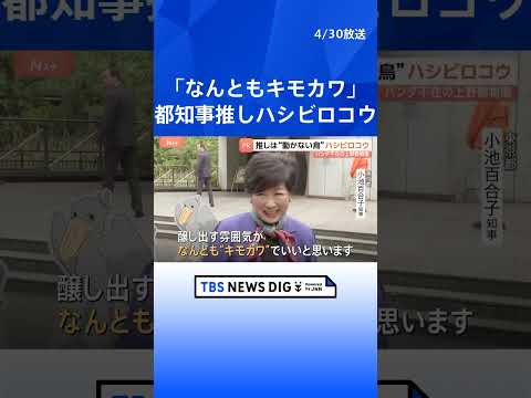 15年ぶりパンダ不在の上野動物園　新たなスターは“動かない鳥”ハシビロコウ　小池都知事も「推しですね！キモカワ」｜TB… サムネイル