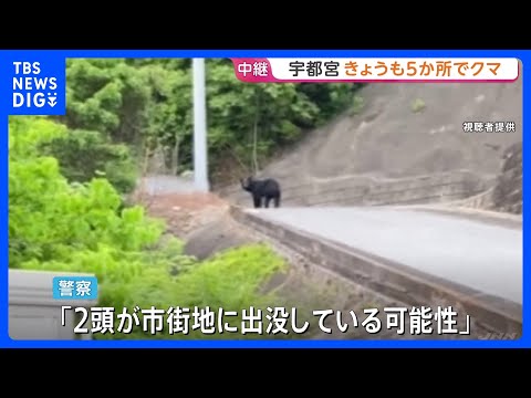 クマ目撃相次ぐ栃木・宇都宮市 9日も朝から5か所で…「2頭が市街地に出没の可能性」市内すべての市立小中学校が休校、厳戒… サムネイル