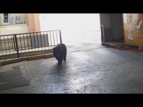 商業ビルにクマ居座り一時騒然…閉じ込められた人も　東北6県全てで目撃相次ぐ【報道ステーション】(2026年5月15日) サムネイル