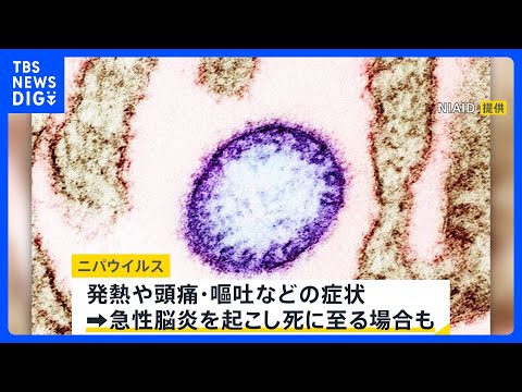 致死率40～75％「ニパウイルス」インド東部で感染者を確認　日本の外務省も注意喚起　アジア各国では対策強化の動きも【n… サムネイル