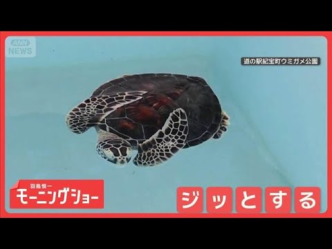 子ガメ忍者　まるで木の葉！　ジッと動かず“独特ポーズ”で漂う子ガメさん　なぜ？【羽鳥慎一モーニングショー】(2026年… サムネイル