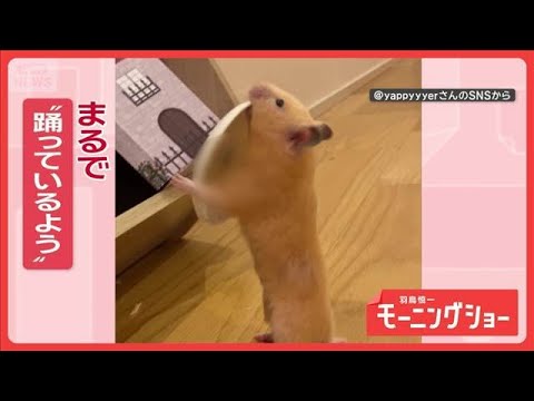皿まわし？アキラ100％？　くわえてダンスするハムスターさん　皿芸を披露してる？【羽鳥慎一モーニングショー】(2026… サムネイル