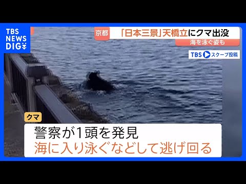 「日本三景」京都・天橋立にクマ出没　カメラが捉えたクマ…山形では旬のサクランボに被害｜TBS NEWS DIG サムネイル