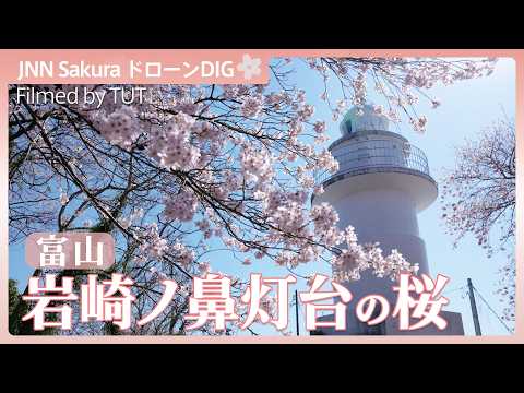 岩崎ノ鼻灯台の桜【JNN sakuraドローンDIG 2026】｜TBS NEWS DIG サムネイル