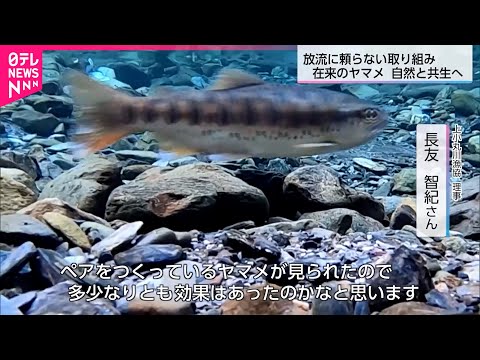 【"渓流の女王"ヤマメ】産卵場所を造り在来種の保護を  漁協と釣り人が取り組み　宮崎　NNNセレクション