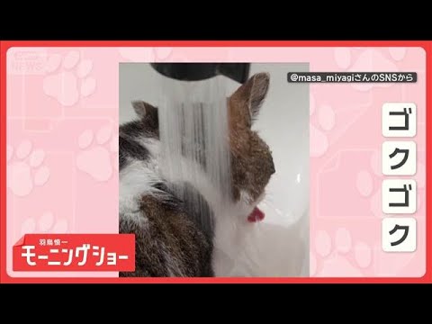 ずぶ濡れでもお構いなしだニャン　水浴びしながら水をゴクゴク　気にならないの？【羽鳥慎一モーニングショー】(2026年6… サムネイル