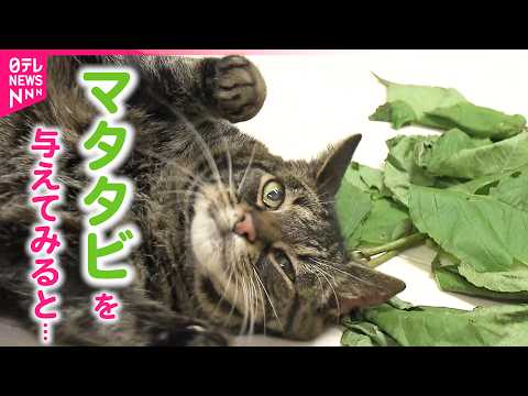 【ネコの研究】本当にマタタビが好き？なぜエサを食べ残す？猫と"匂い"の最新研究　岩手　NNNセレクション
