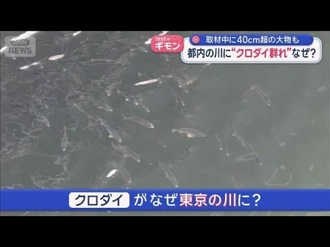取材中に40cm超の大物も　都内の川に“クロダイ群れ”なぜ？【スーパーJチャンネル】(2026年5月28日) サムネイル
