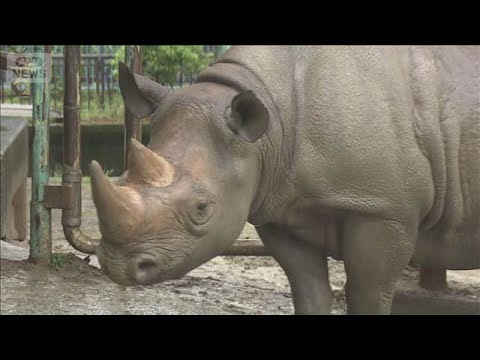 「サイに倒された」男性飼育員が頭の骨を折るなど重傷　 熊本市動植物園(2026年4月27日) サムネイル