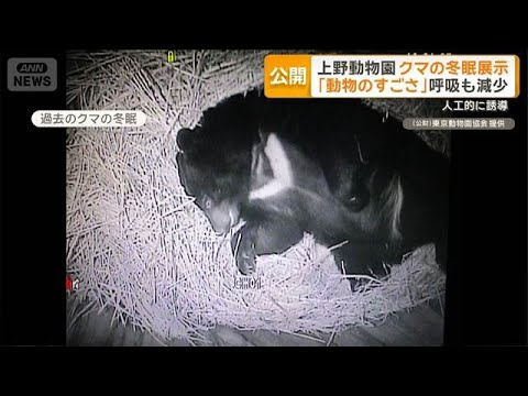 上野動物園がクマの冬眠展示　「動物のすごさ」呼吸も減少　人工的に誘導【グッド！モーニング】(2025年12月23日) サムネイル