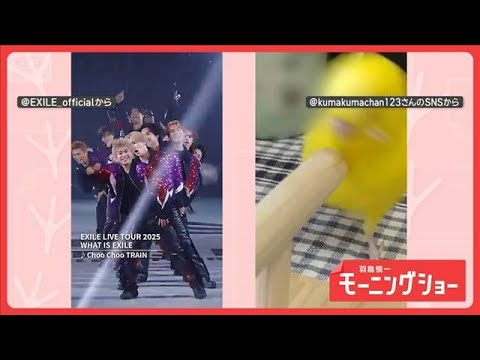 「頭回ります」　ときめき届ける！？　Choo Choo インコさん　パフォーマンスしてる？【羽鳥慎一モーニングショー】…