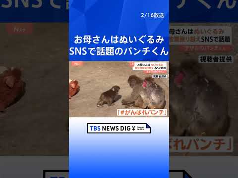 「がんばれパンチ」ぬいぐるみを母親代わりに育つサルの「パンチ」くんに反響　母ザルが育児放棄　SNSで投稿相次ぎ来園者数… サムネイル