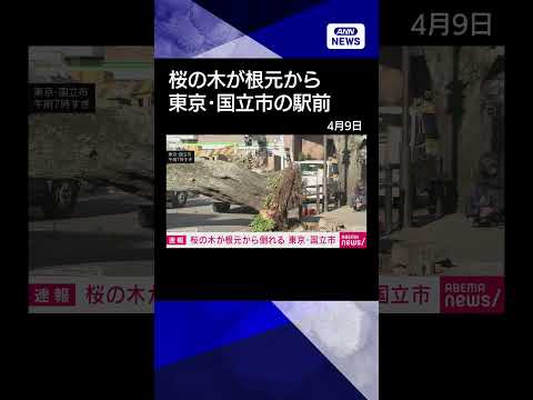 【ニュース】桜の木が根元から倒れる　東京・国立市shrots