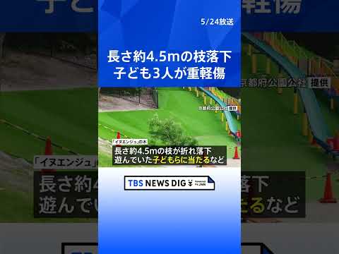 長さ約4.5メートルの枝が落下　子ども3人が重軽傷　「イヌエンジュ」の木、強風で折れたか　京都・宇治市の運動公園｜TB… サムネイル