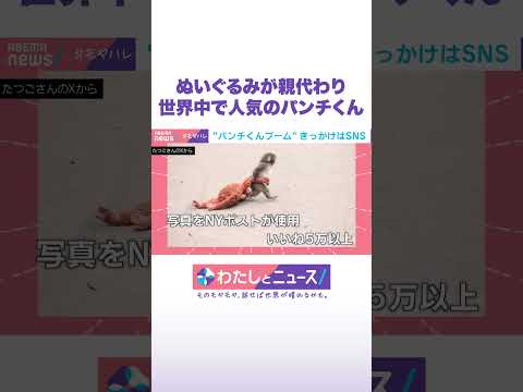 ぬいぐるみが親代わり 世界中で人気のパンチくん わたしとニュース Shorts