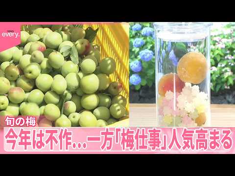 【旬の梅】今年は不作…“例年の倍価格”品種も  一方「梅仕事」人気高まる サムネイル