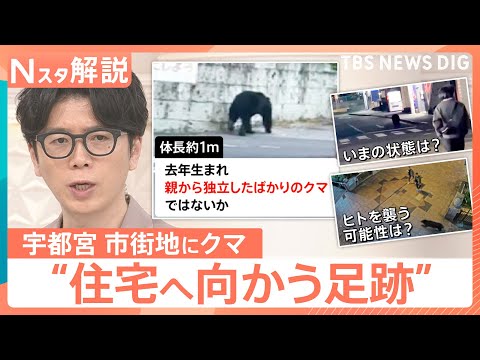 今は「迷子状態」？宇都宮で目撃相次ぐクマ　街の中心部に現れたワケ【Nスタ解説】｜TBS NEWS DIG サムネイル