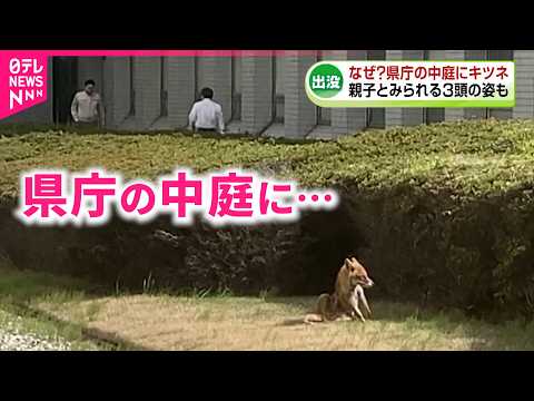 【出現】野生のキツネ！くつろぐ親子の姿も 県庁の中庭に出現の訳は？　新潟　NNNセレクション サムネイル
