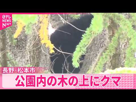 【公園内の木の上にクマ】一時居座るも捕獲  長野･松本市 サムネイル