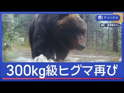 また300kg級　“メタボグマ”GWに現る【スーパーJチャンネル】(2026年5月5日) サムネイル