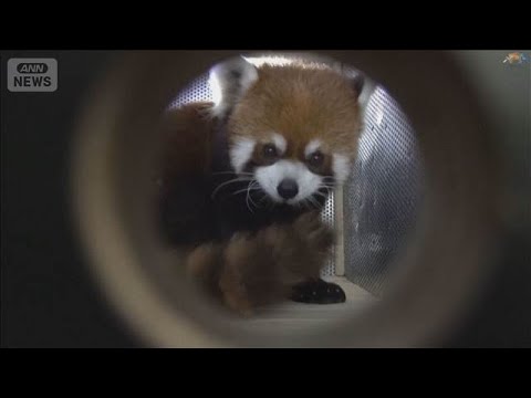 上海から台北へレッサーパンダ寄贈　中国本土からは12年ぶり　都市間交流の一環(2026年6月7日) サムネイル