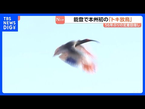 石川で本州初の「トキ放鳥」56年ぶり能登の空に…秋篠宮ご夫妻も出席　野生復帰に向け環境整備が進められる　羽咋市｜TBS… サムネイル