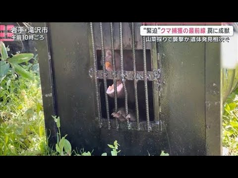【緊迫】クマ捕獲の最前線「生態は明確に変わってきている」生活圏に迫る脅威【サタデーステーション】(2026年5月9日) サムネイル