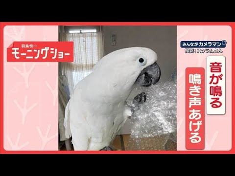 緩衝材にトリコ　くちばしで連発　プチッが止まらないオウムさん　なぜ夢中なの？【羽鳥慎一モーニングショー】(2026年2… サムネイル