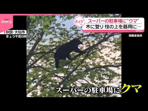 【クマ】スーパーの駐車場に出没  木に登り枝の上を器用に歩く サムネイル