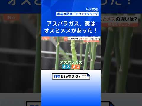 「太くて甘い」初夏のアスパラガス　実は“オス”と“メス”がある！？見分け方や味の違いとは　メスは食感もやわらかい！？｜… サムネイル