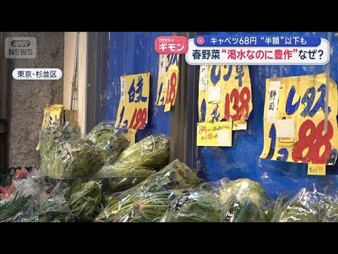 春野菜“渇水なのに豊作”なぜ？　キャベツ68円“半額”以下も【スーパーJチャンネル】(2026年4月2日)