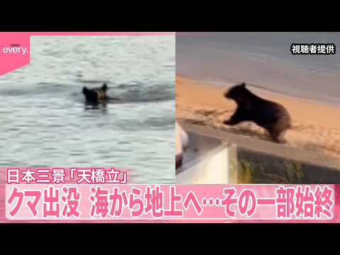 【クマ】日本三景｢天橋立｣に出没  海から地上へ…その一部始終 サムネイル