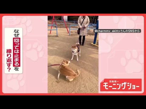 興奮グルグル…ピタッ！　冷静or情熱　回っては止まるを繰り返すワンちゃん　なぜ？【羽鳥慎一モーニングショー】(2026…