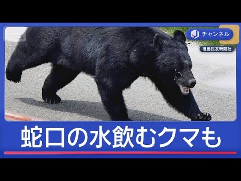なぜ？6月に人を襲うクマが増加　カギを開け＆蛇口の水飲む姿も【スーパーJチャンネル】(2026年6月4日) サムネイル